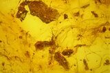 Fossil True Weevil Head, Ants and Spider Webs in Baltic Amber #183606-3